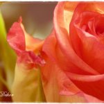 anyak_napi_kepeslap9