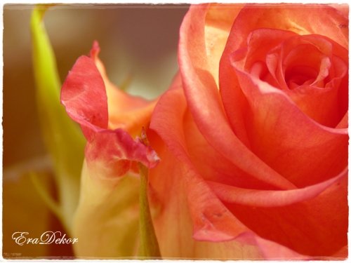 anyak_napi_kepeslap9